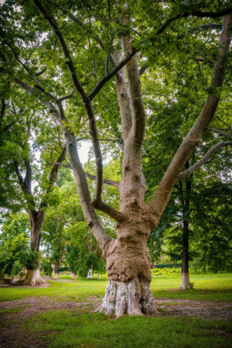 Park 4